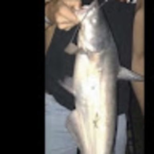 Meet your Posher, Ace